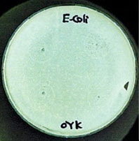 OYK菌上に大腸菌O-157